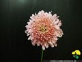 Scabiosa japonica Nana Pink